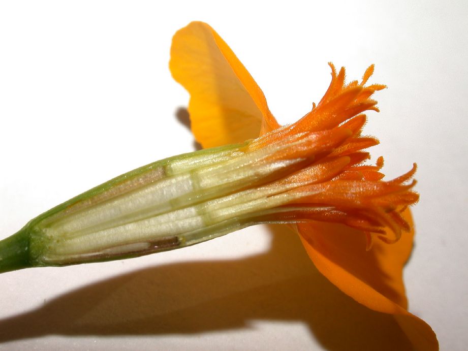 Asteraceae Tagetes patula