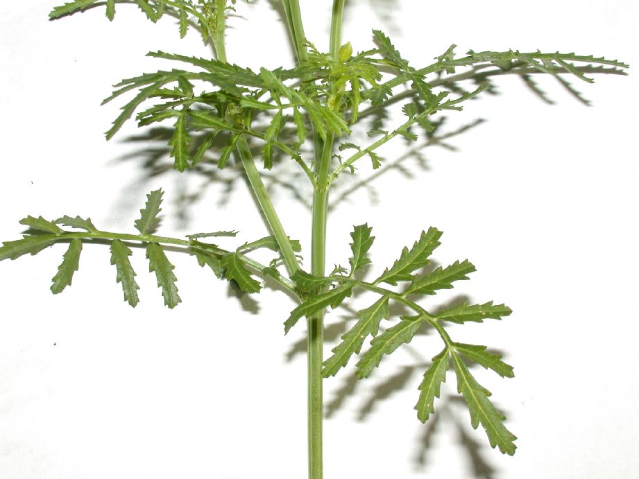 Asteraceae Tagetes patula