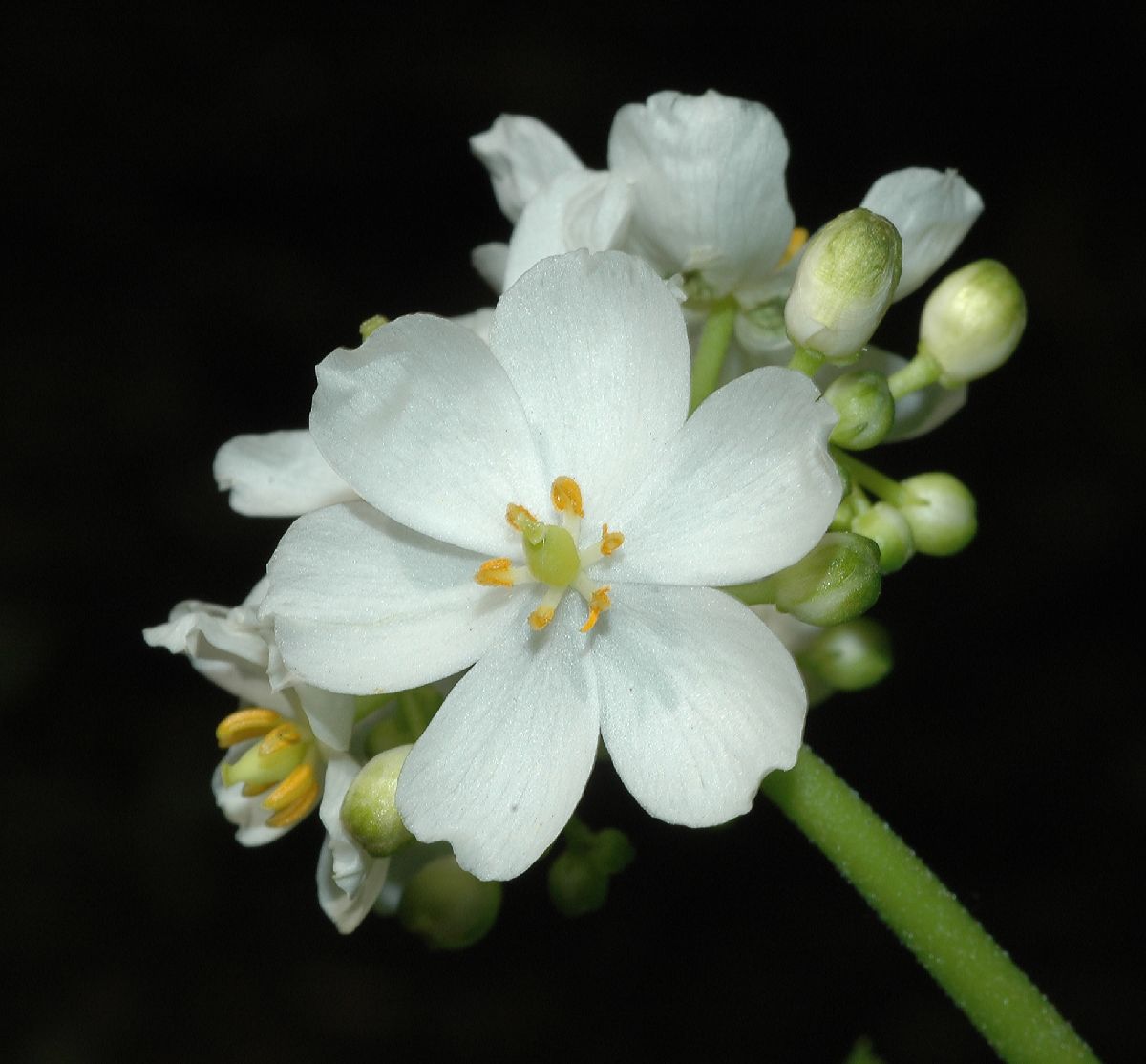 Berberidaceae Diphylleia cymosa