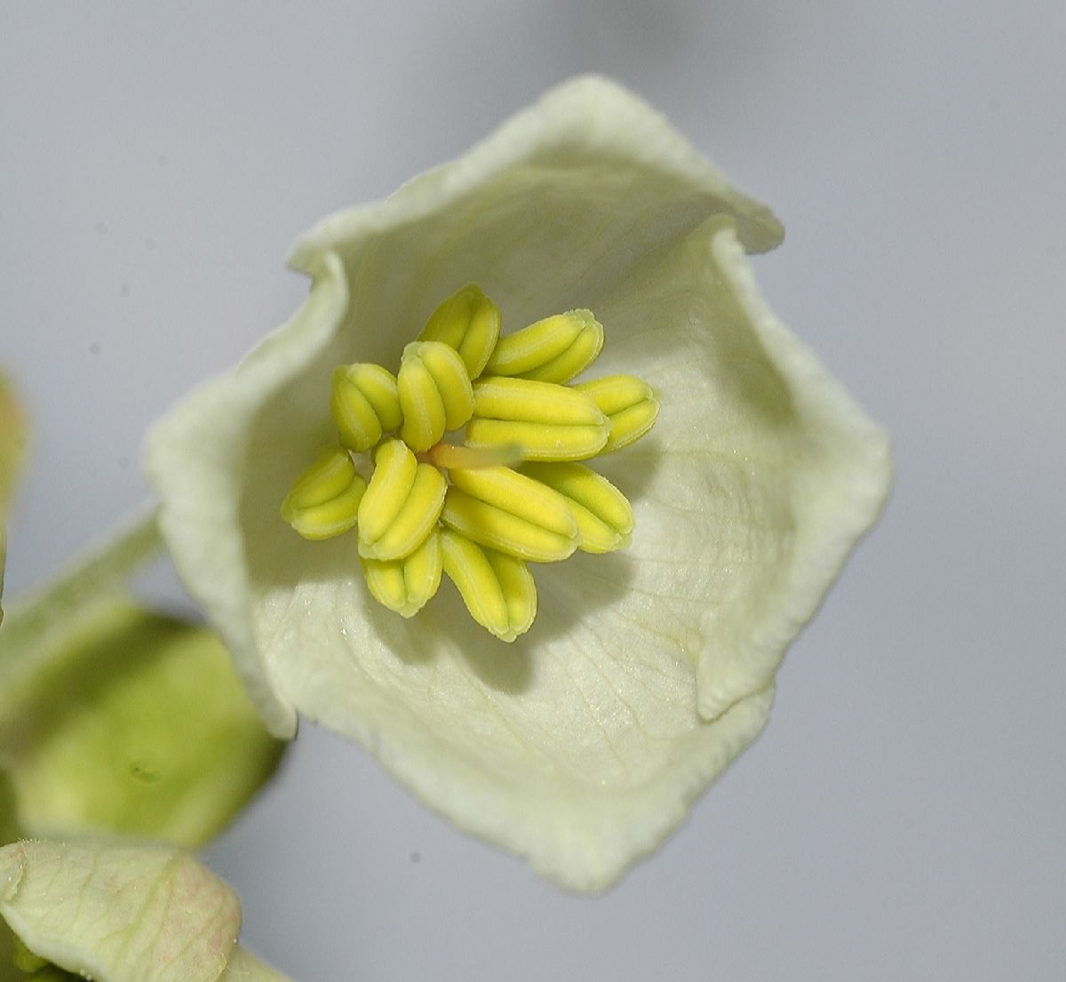 Styracaceae Halesia tertraptera