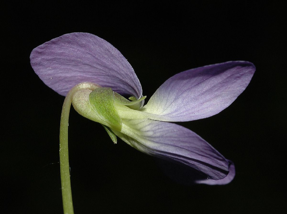 Violaceae Viola cucullata