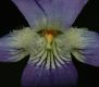 image of Viola cucullata