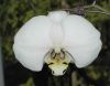 image of Phalaenopsis 