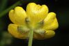 image of Ranunculus acris