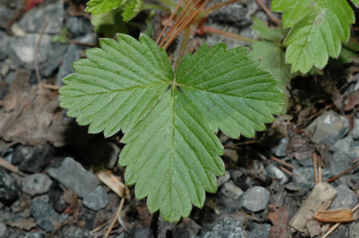 Rosaceae Fragaria virginiana
