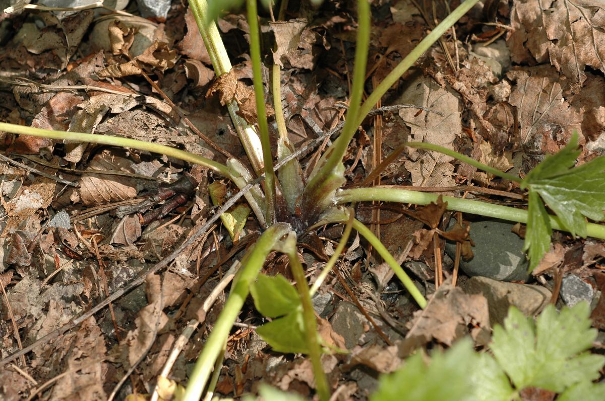 Ranunculaceae Ranunculus bulbosus