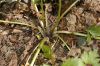 image of Ranunculus bulbosus