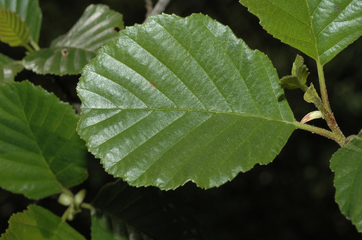 Betulaceae Alnus incana