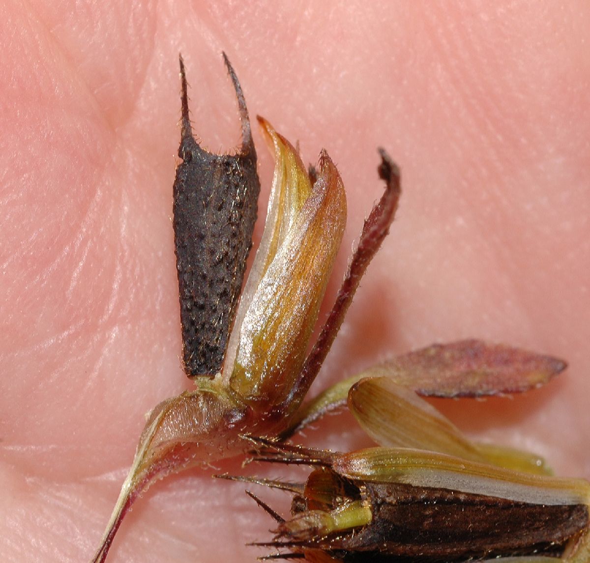Asteraceae Bidens frondosa