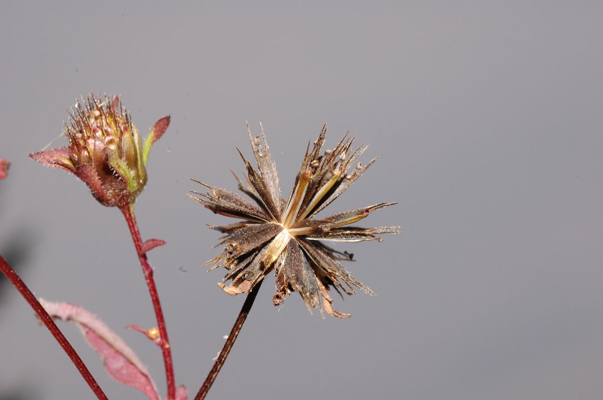 Asteraceae Bidens frondosa