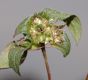 image of Ambrosia artemisiifolia