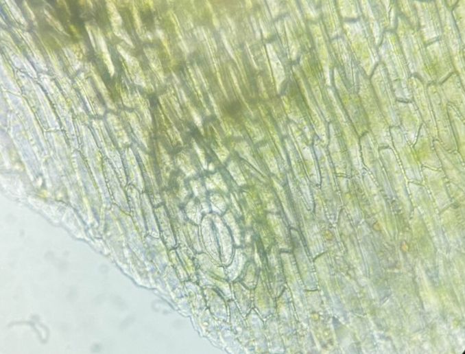 Nephrolepidaceae Nephrolepis falcata