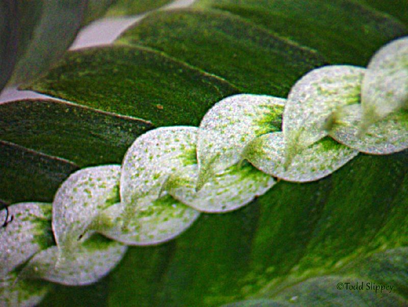 Selaginellaceae Selaginella picta