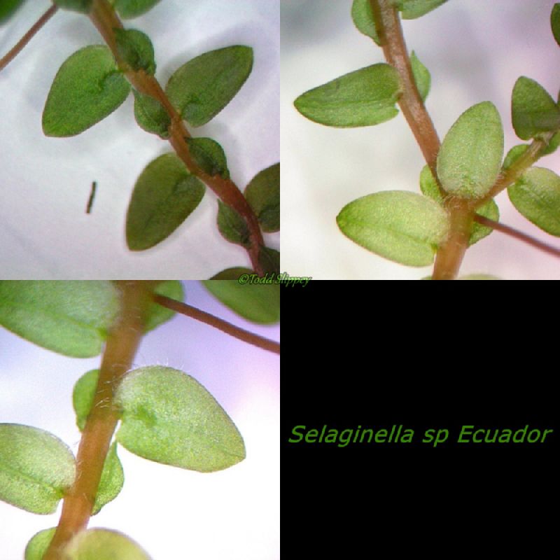 Selaginellaceae Selaginella 