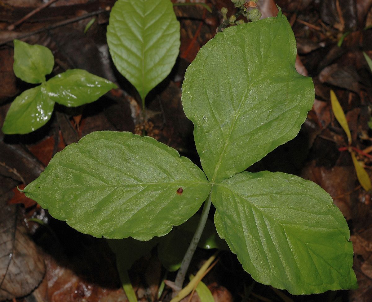 Araceae Arisaema triphyllum