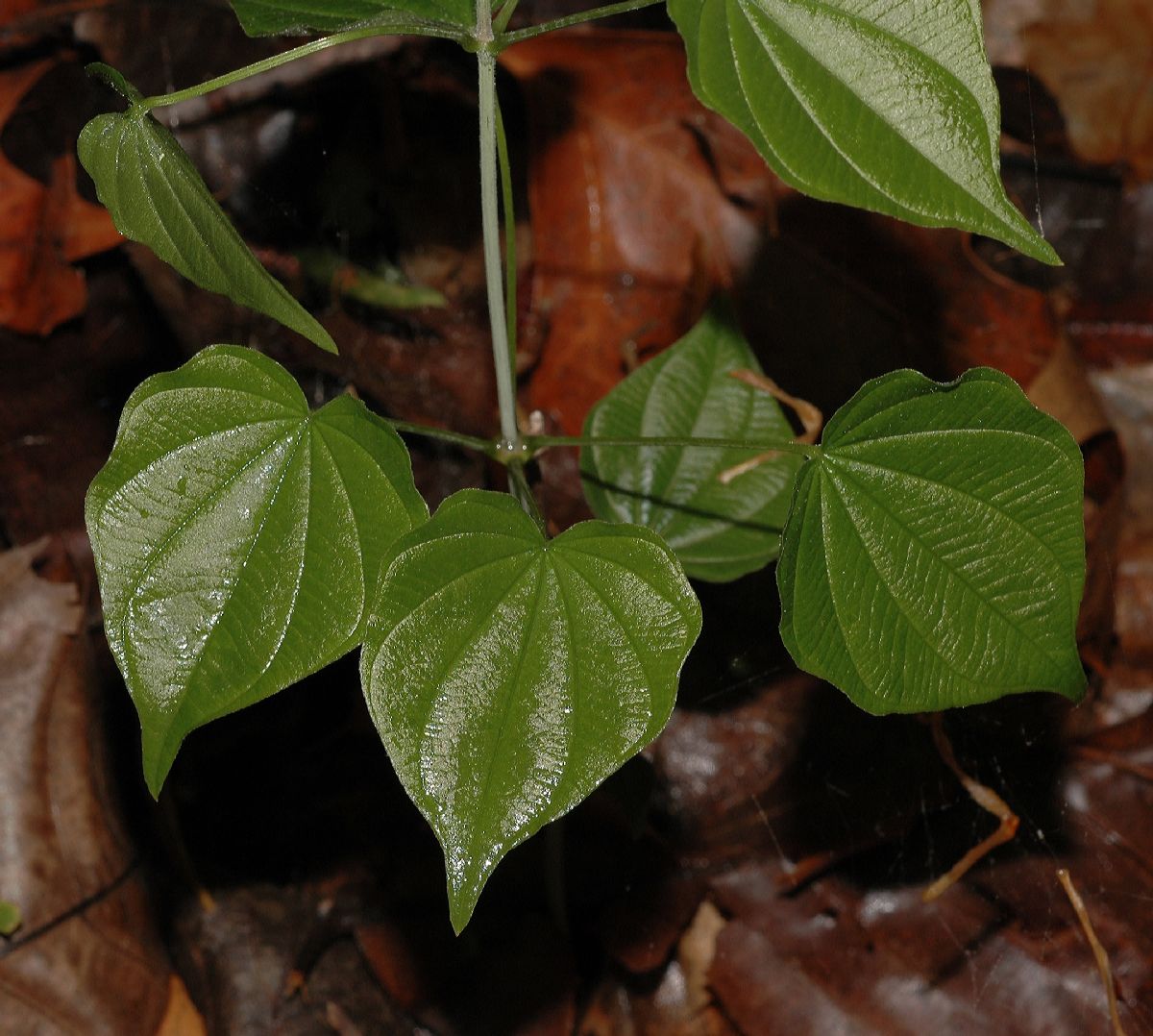 Dioscoreaceae Dioscorea quarternata