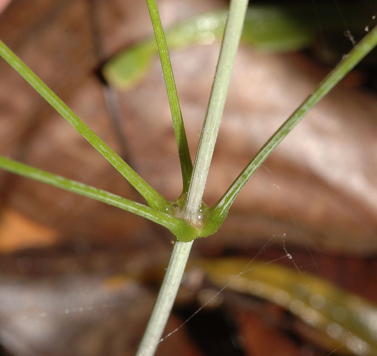 Dioscoreaceae Dioscorea quarternata