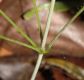 image of Dioscorea quarternata