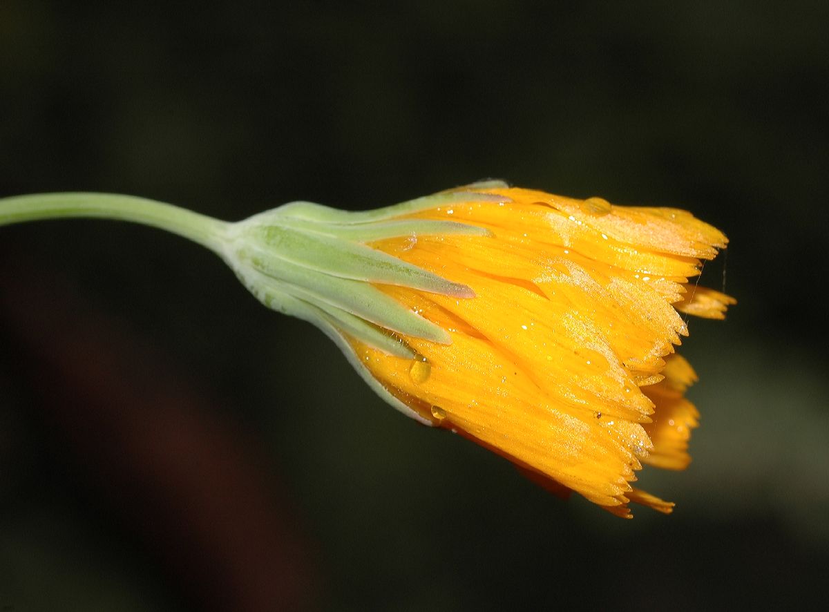 Asteraceae Krigia 