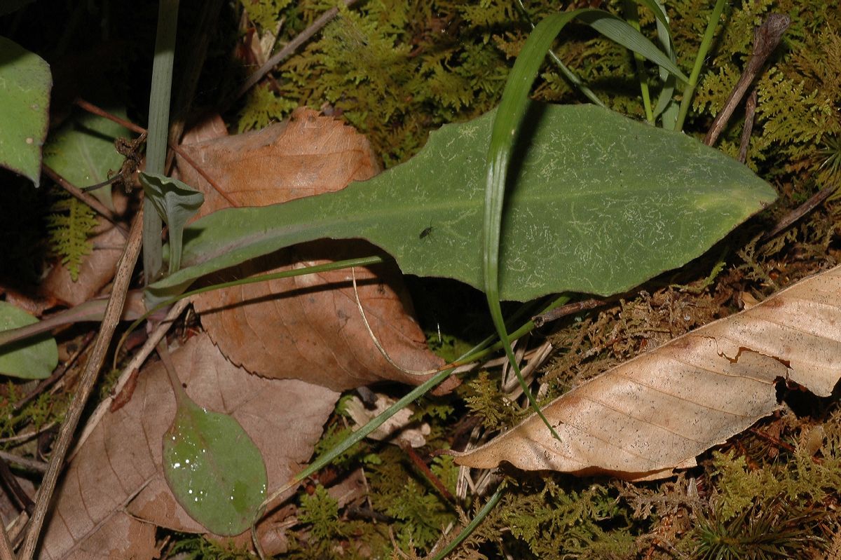 Asteraceae Krigia 