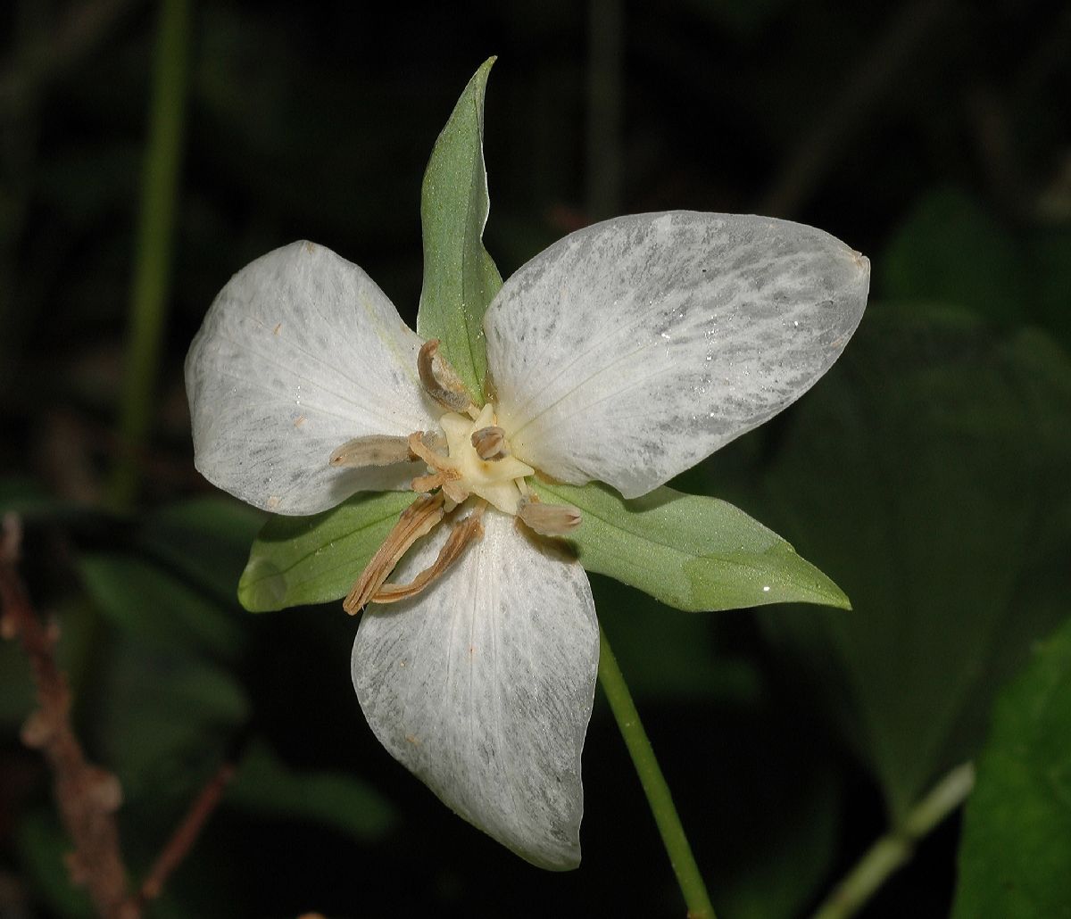 Melanthiaceae Trillium gleasonii