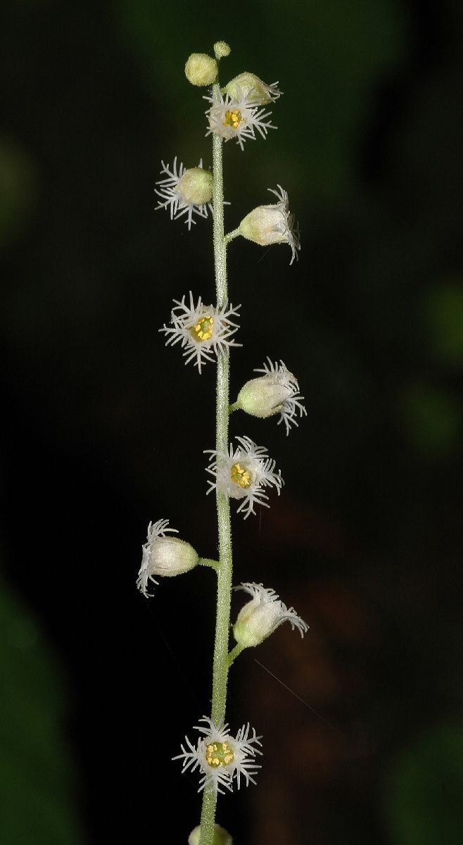 Saxifragaceae Mitella diphylla