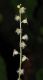 image of Mitella diphylla