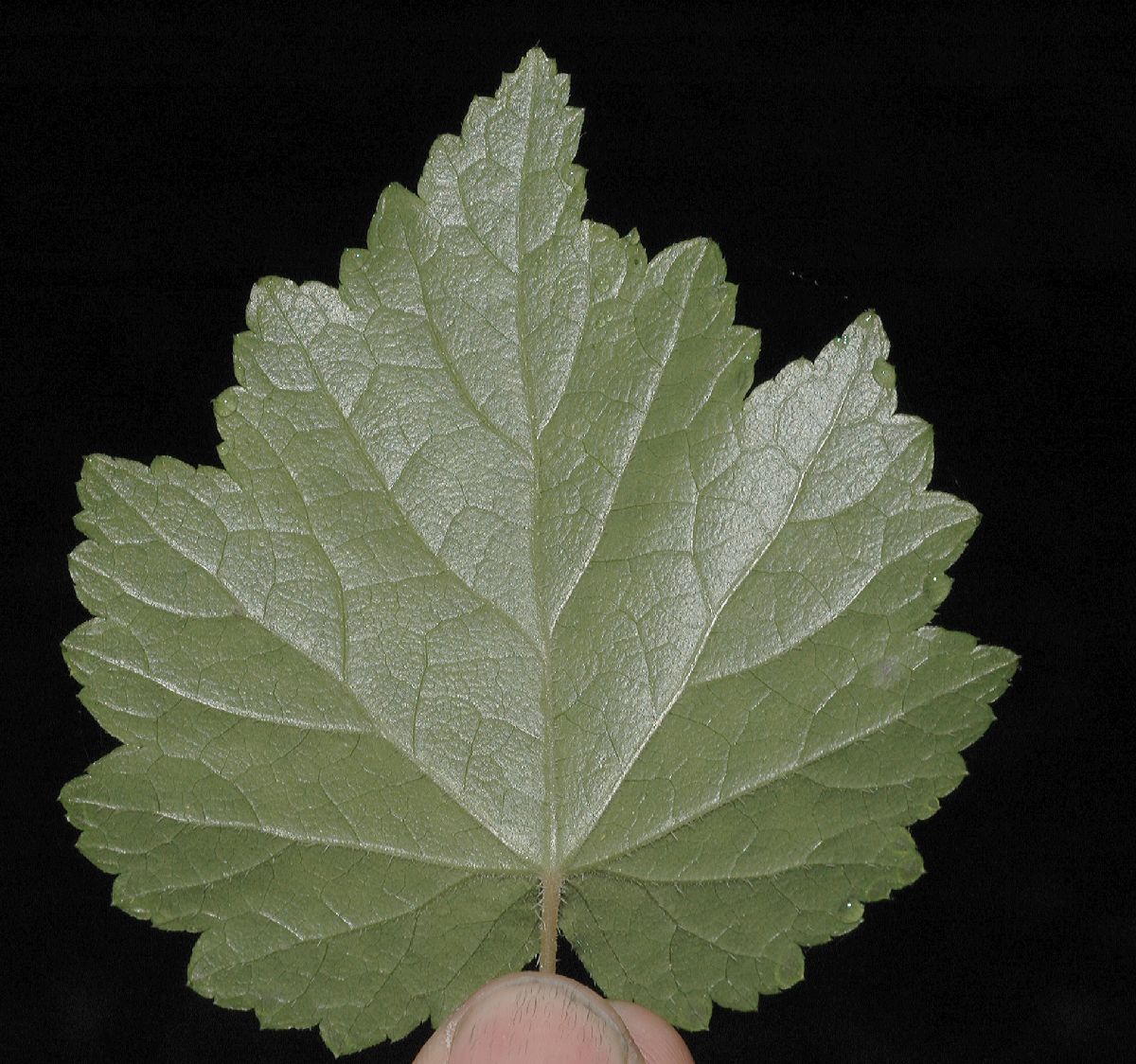 Saxifragaceae Mitella diphylla