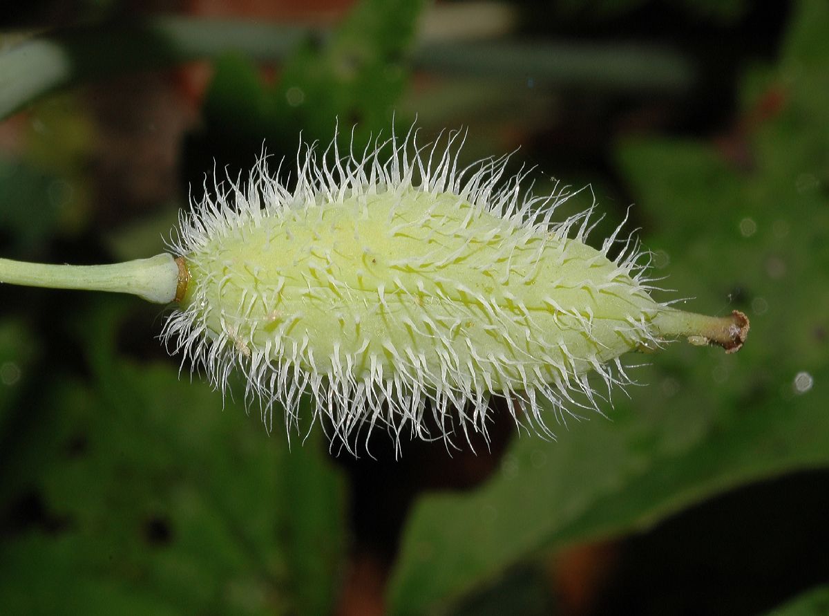 Papaveraceae Stylophorum diphyllum