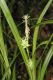 image of Carex grayii