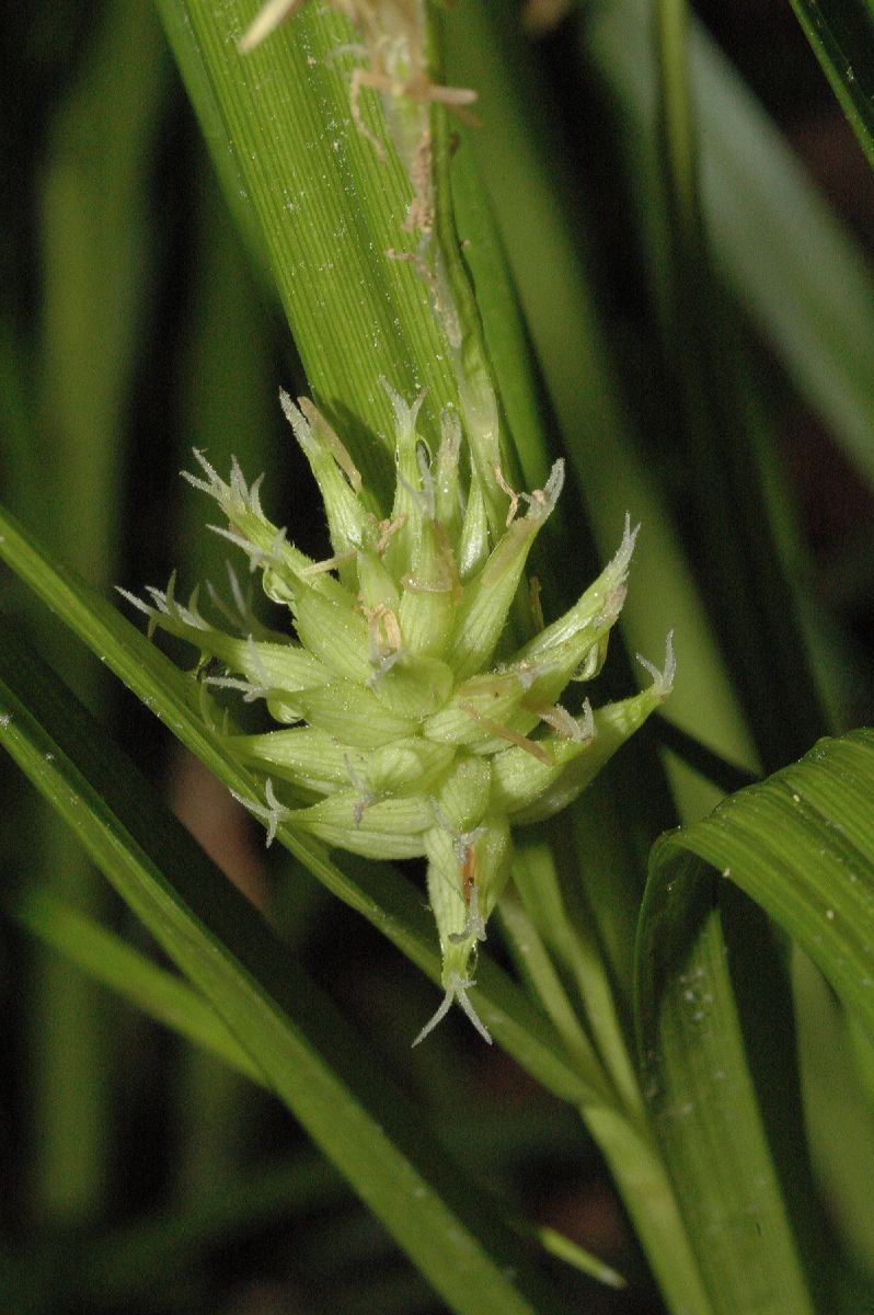 Cyperaceae Carex grayii