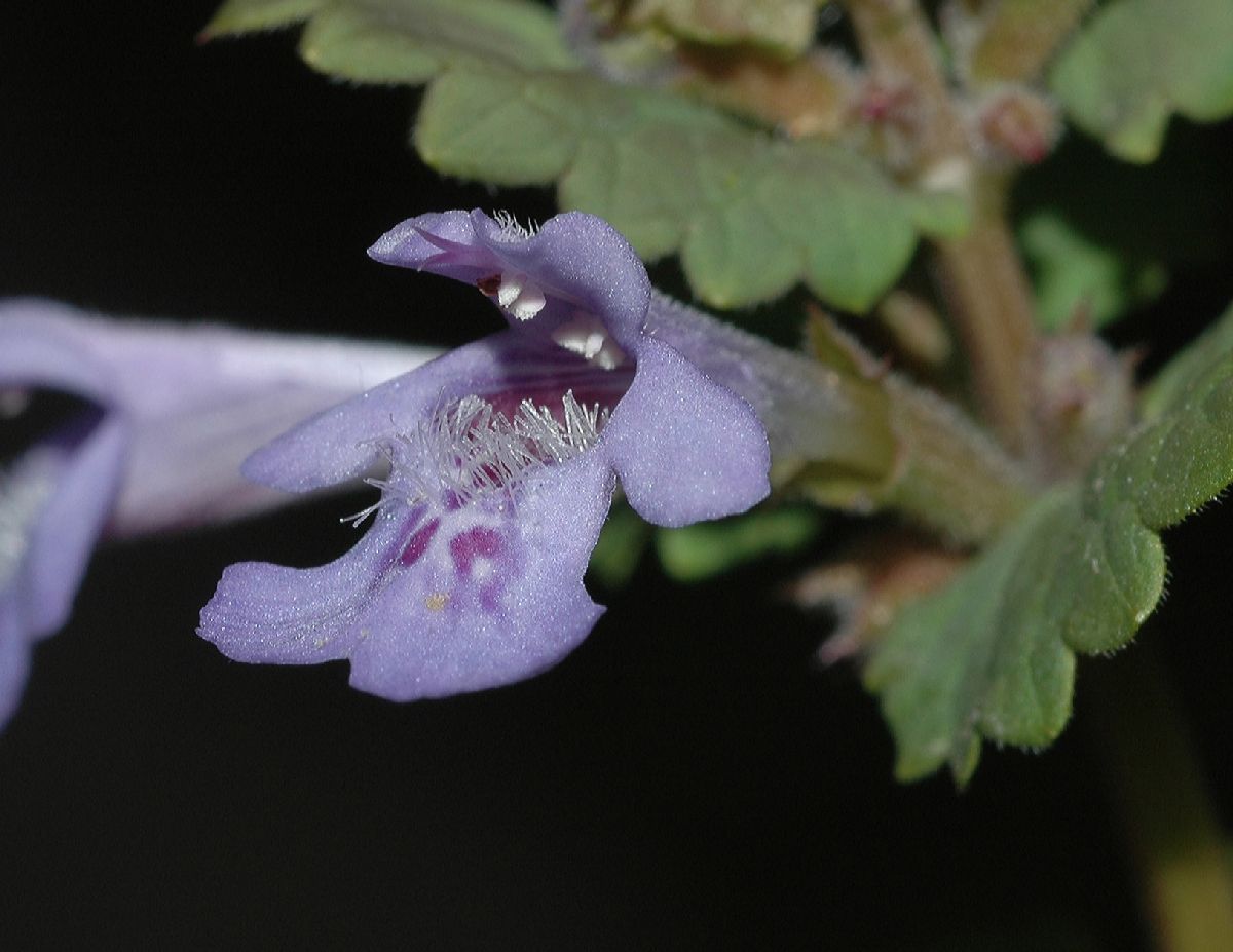 Lamiaceae Glechoma hederacea