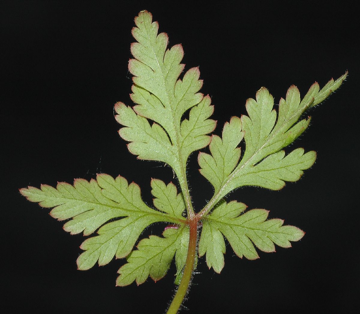 Geraniaceae Geranium robertianum