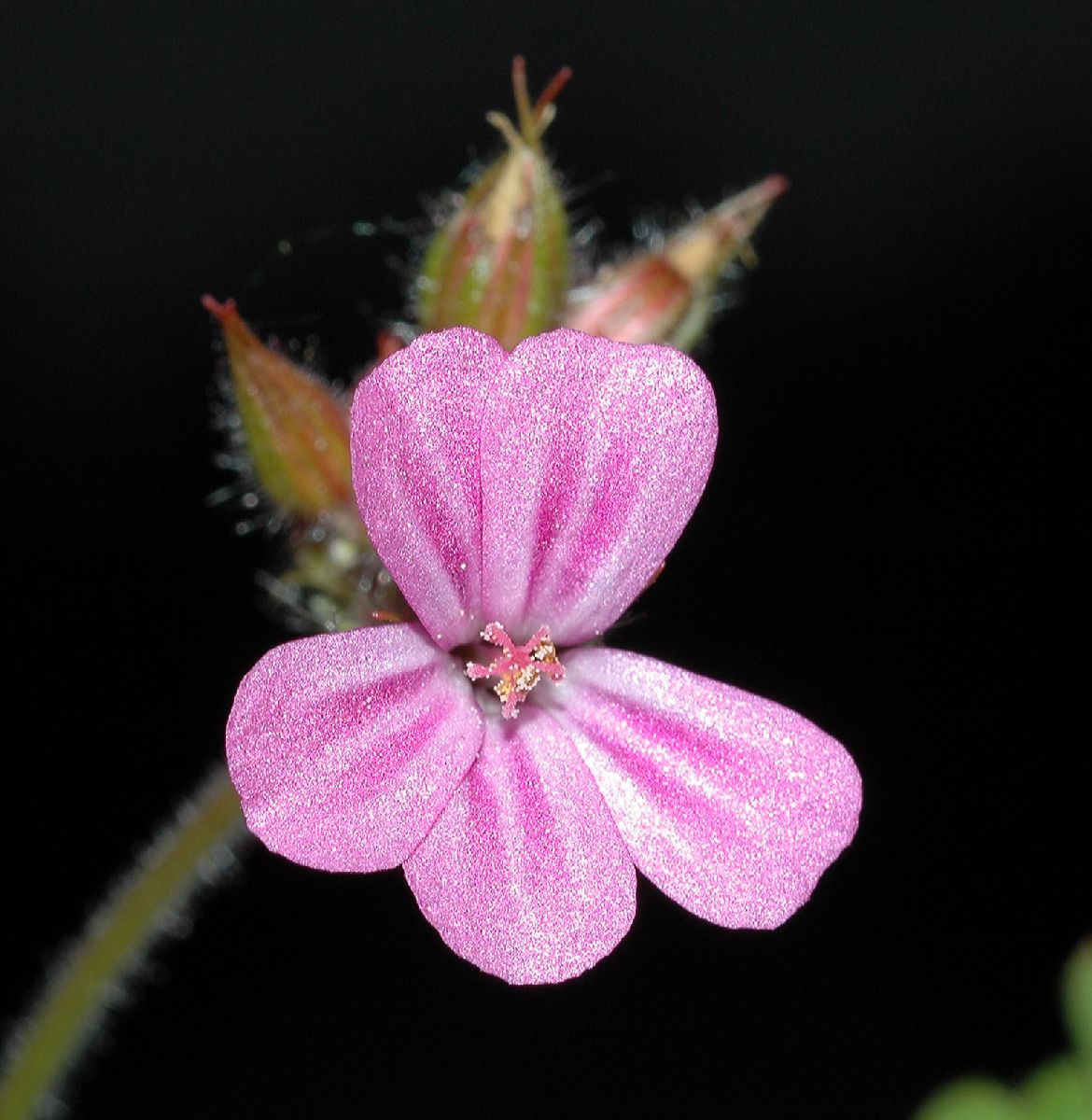 Geraniaceae Geranium robertianum