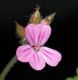 image of Geranium robertianum