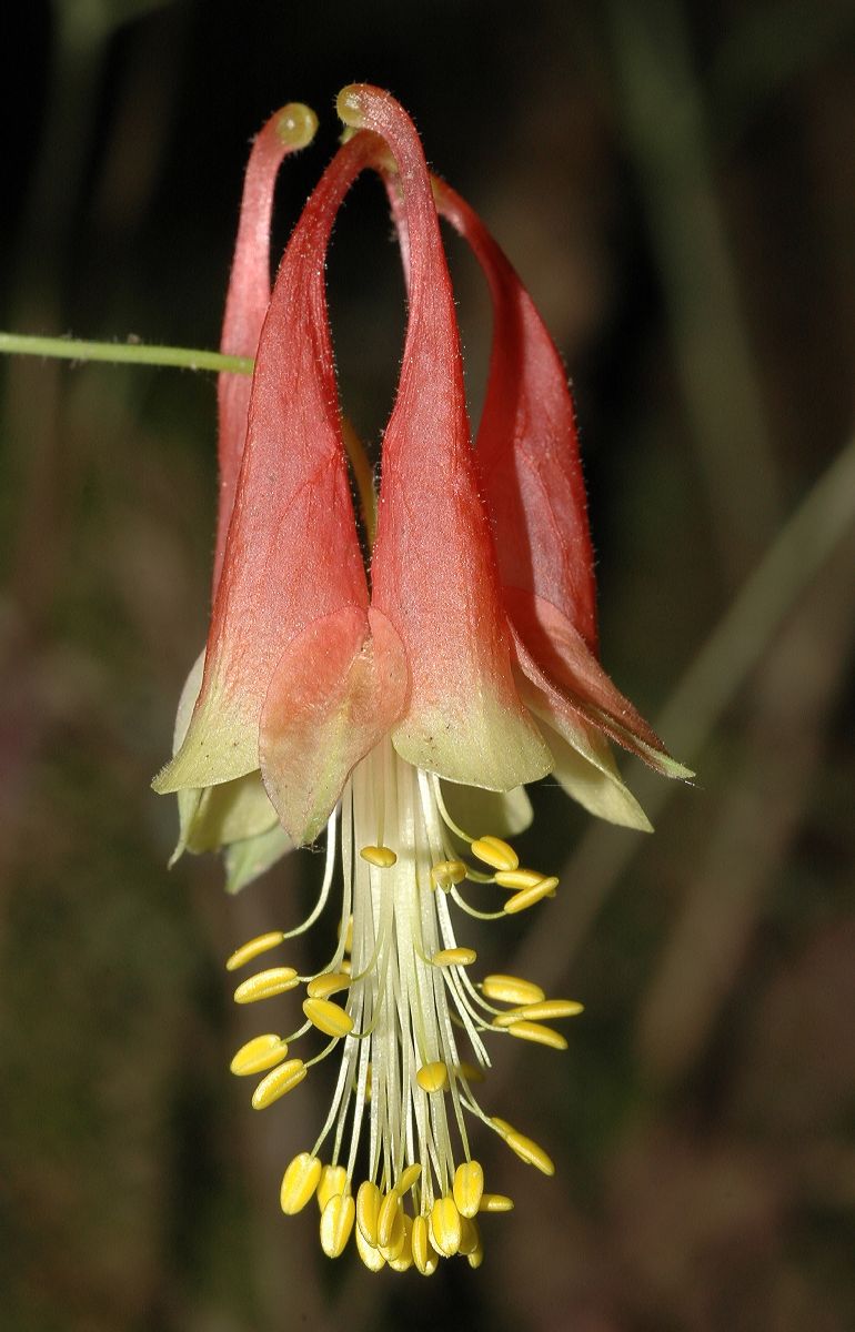 Ranunculaceae Aquilegia canadensis