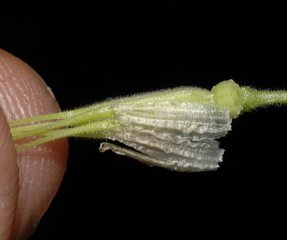 Ranunculaceae Aquilegia canadensis