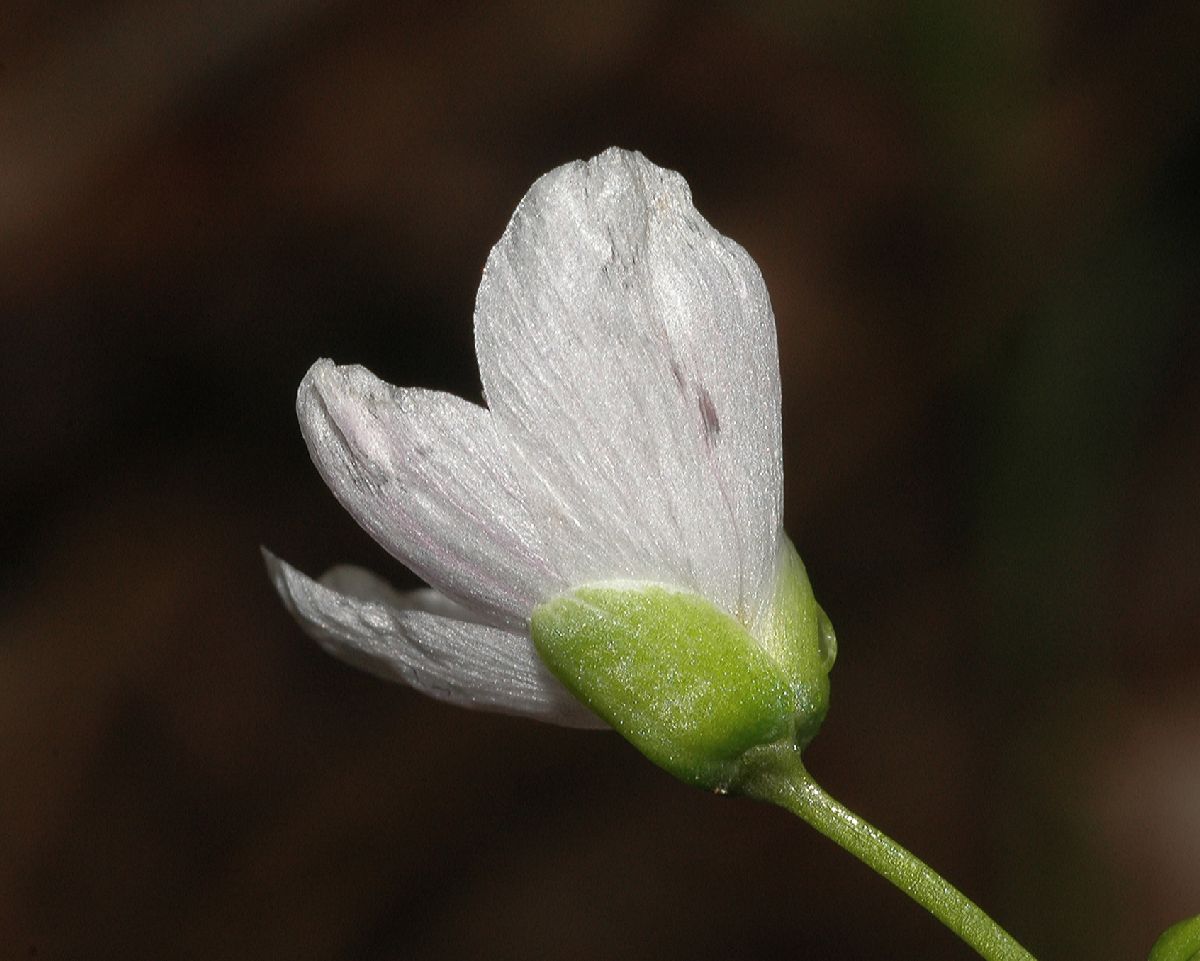 Montiaceae Claytonia caroliniana