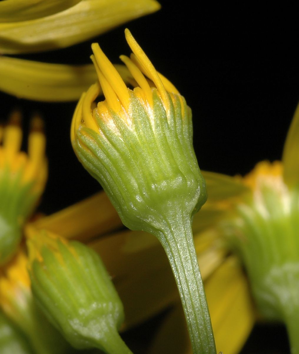Asteraceae Senecio glabellus