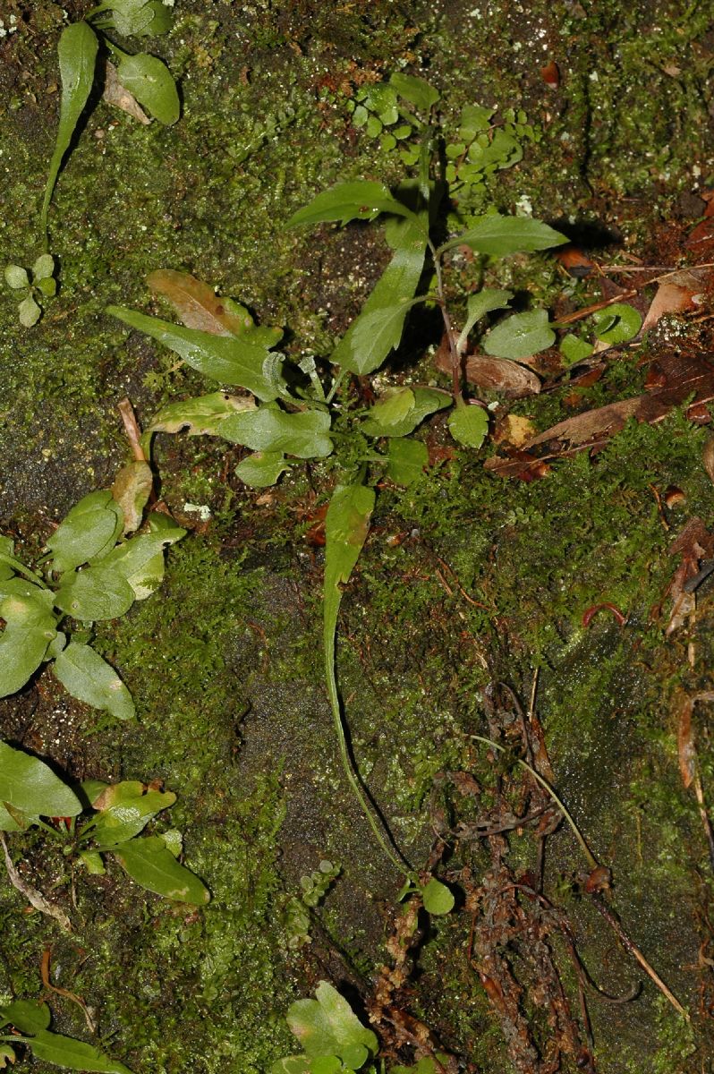 Aspleniaceae Asplenium rhizophyllum