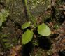 image of Asplenium rhizophyllum
