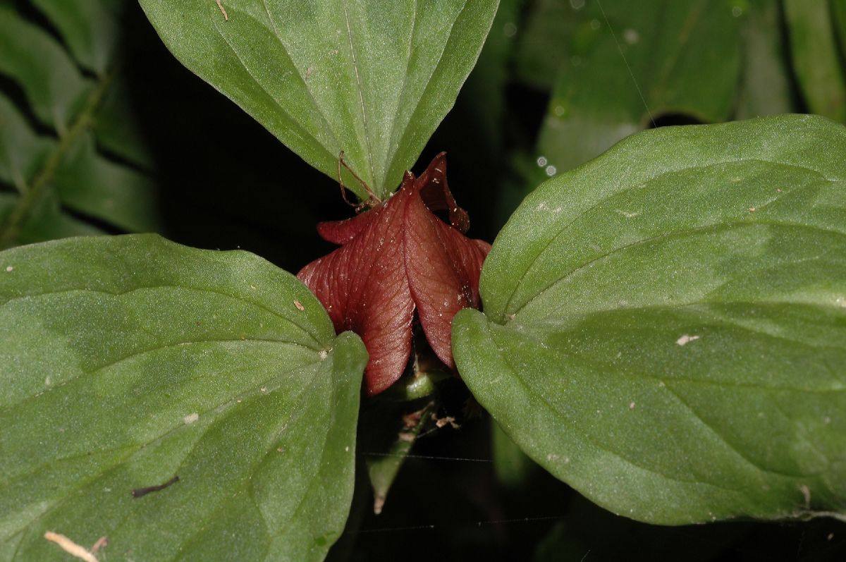 Melanthiaceae Trillium recurvatum