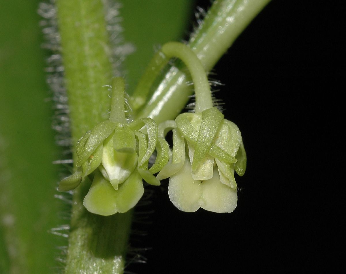 Violaceae Hybanthus concolor