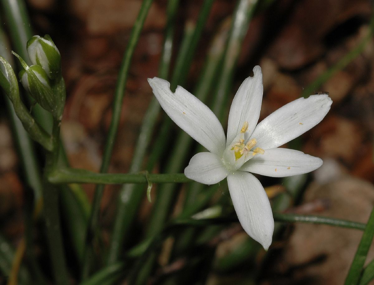 Hyacinthaceae Ornithogalum umbellatum