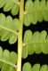 image of Osmunda cinnamomea