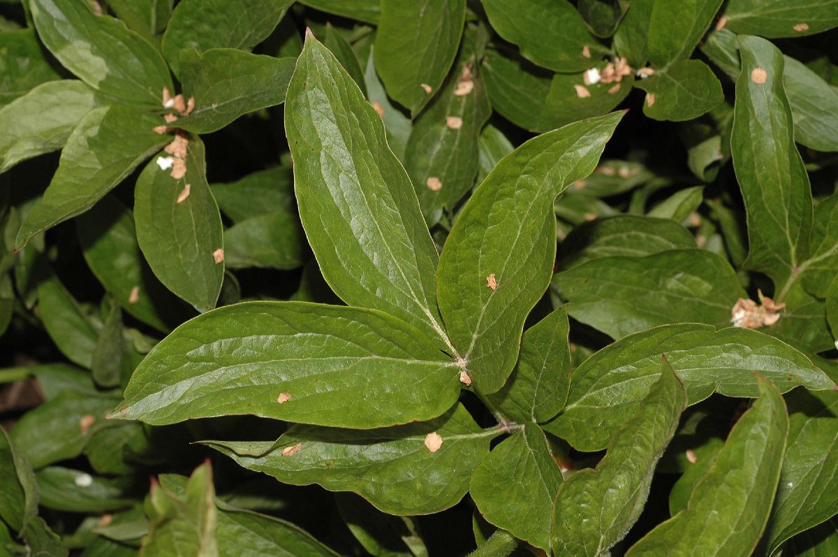 Paeoniaceae Paeonia 