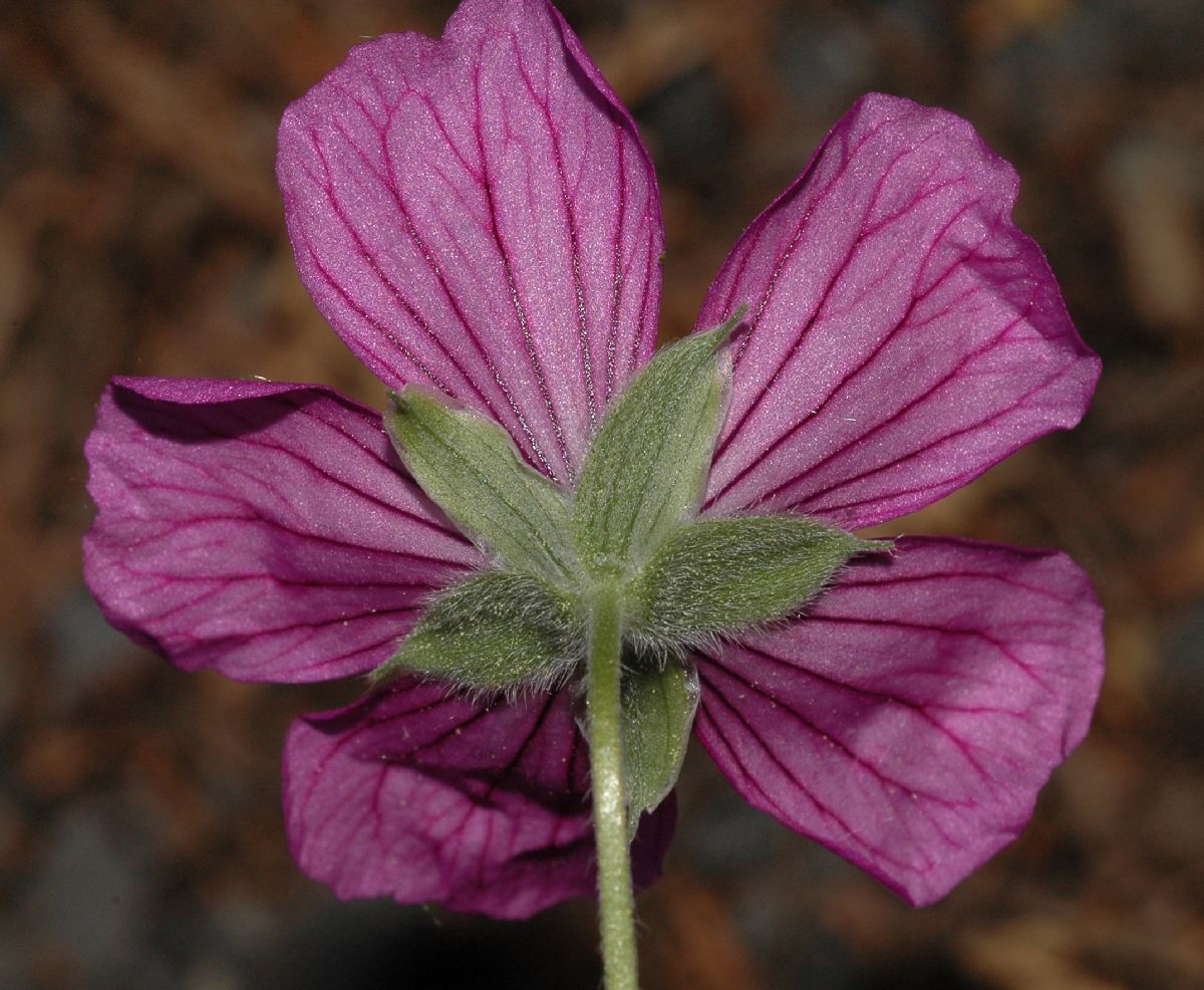 Geraniaceae Geranium cinereum