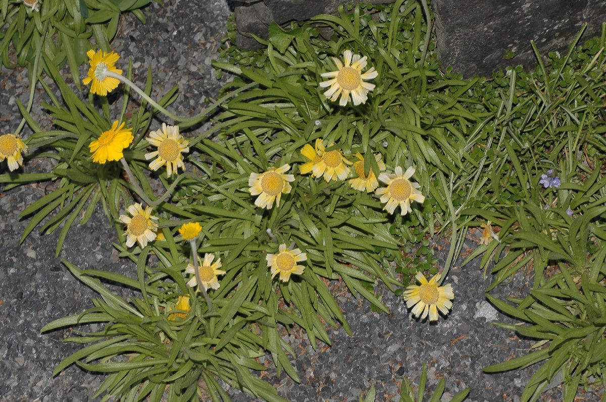 Asteraceae Hymenoxys acaulis