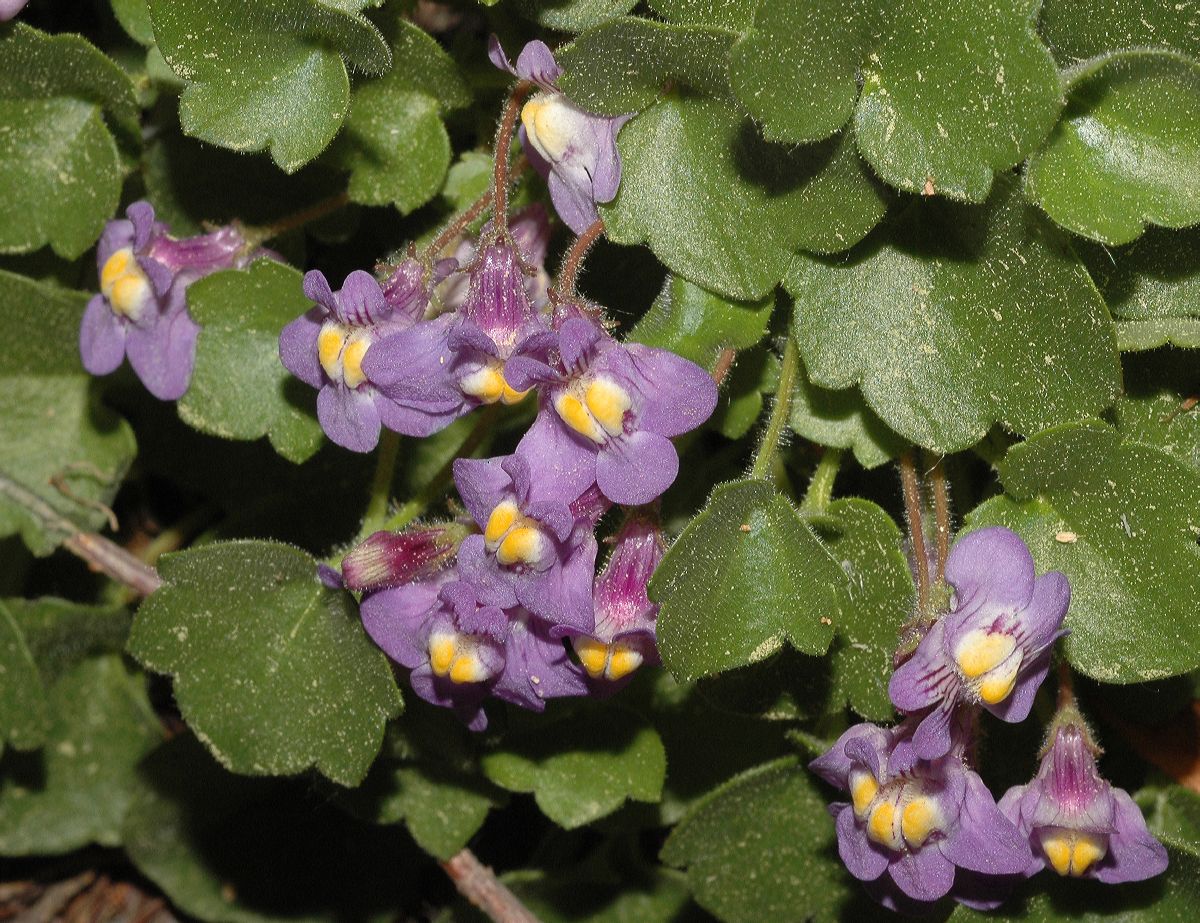 Plantaginaceae Cymbalaria pallida