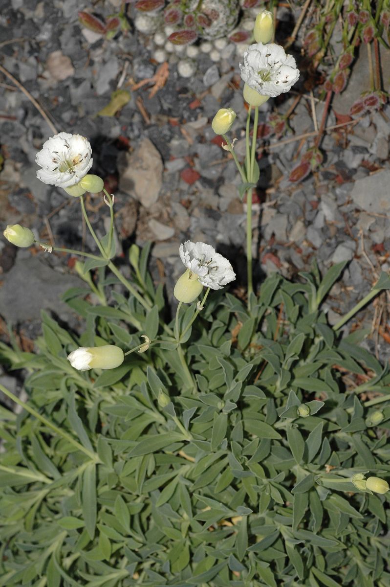 Caryophyllaceae Silene maritima